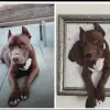 RETRATO REALISTA DE MASCOTA EN CUADRO 3D - Imagen 3